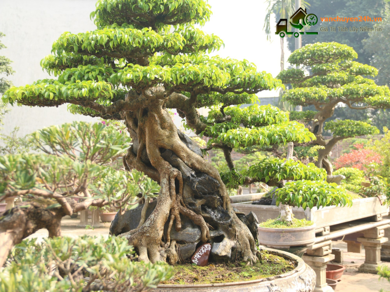 vận chuyển cây cảnh an toàn