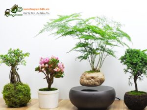 cây cảnh phong thủy cho văn phòng