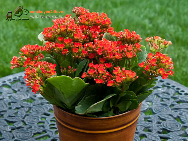 Sức sống mạnh mẽ của cây sống đời cũng tượng trưng cho một cuộc sống lâu bền