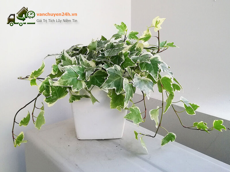 Vạn niên thanh được rất nhiều người yêu quý nhờ công dụng phong thủy của chúng