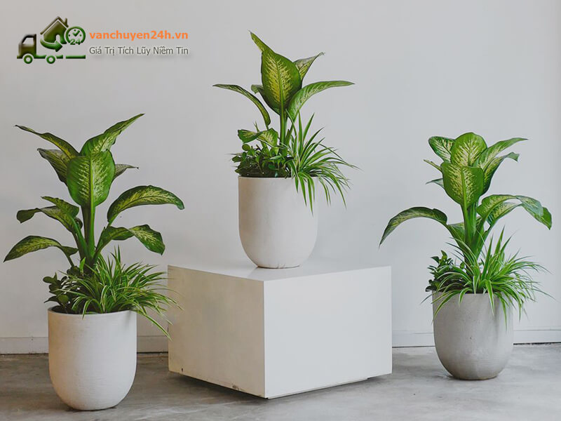 Cây dây nhện thường được đặt tại ban công để trang trí