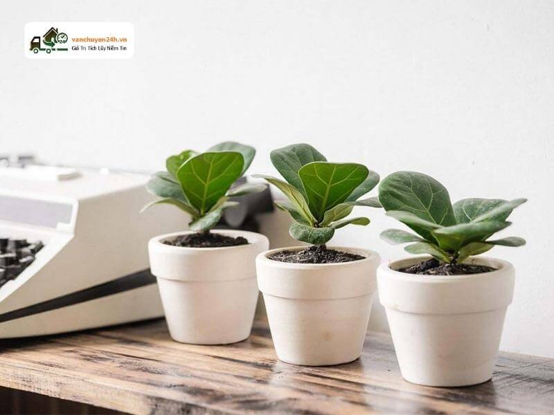 Cây cảnh giúp loại bỏ rất nhiều bệnh về hô hấp cho con người Trang trí văn phòng bằng cây xanh