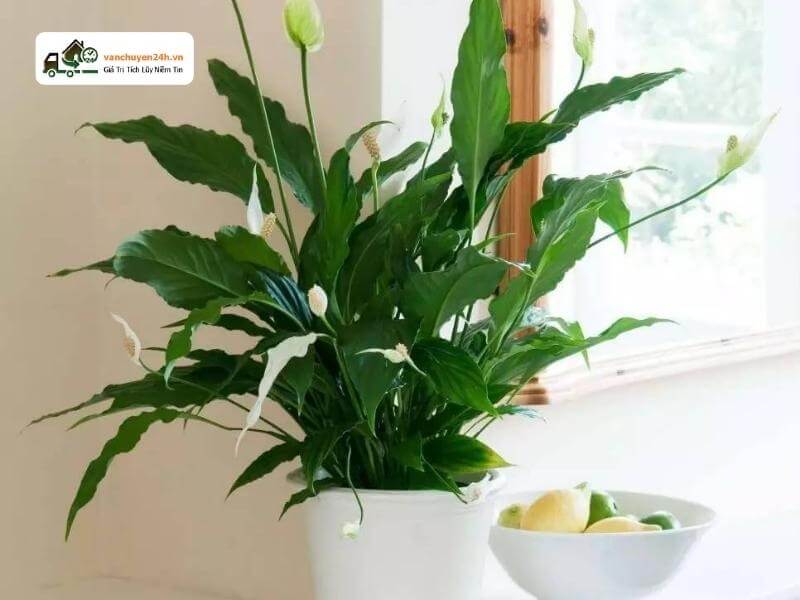 Cây xanh làm không gian thêm tính thẩm mỹ Cây xanh làm không gian thêm tính thẩm mỹ