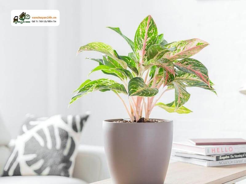 Trang trí văn phòng bằng cây xanh có xen lẫn màu đỏ như phú quý rất nổi bật Trang trí văn phòng bằng cây xanh có xen lẫn màu đỏ như phú quý rất nổi bật